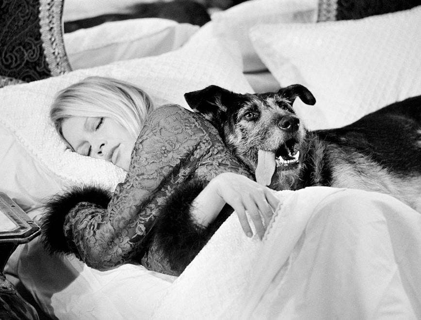 1960s b/w bed black and white blond brigitte bardot dog female film set horizontal lying one person personality portrait reclining screen sixties terry o'neill woman london pillow cushion furniture mammal couch bedroom indoors blanket