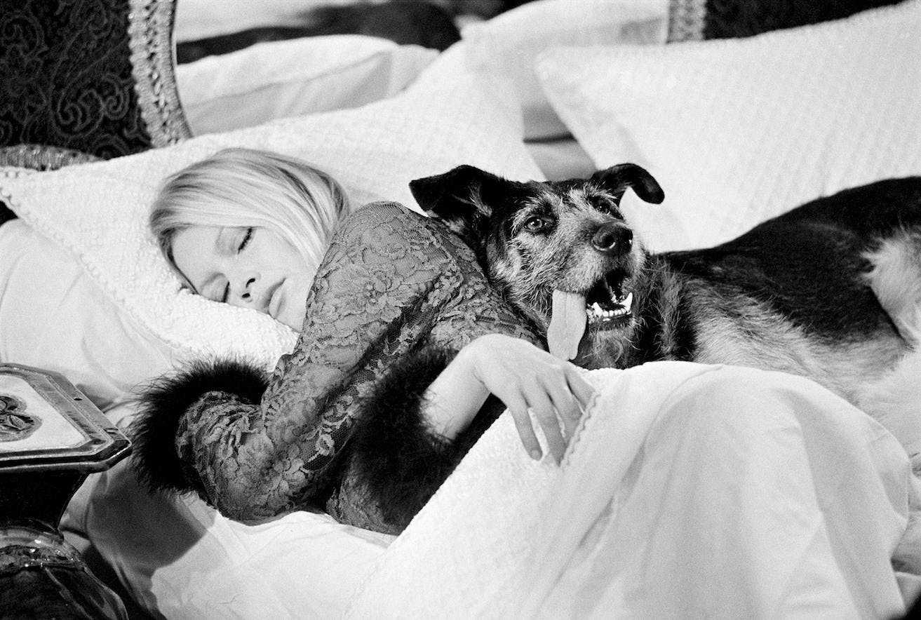 1960s b/w bed black and white blond brigitte bardot dog female film set horizontal lying one person personality portrait reclining screen sixties terry o'neill woman london pillow cushion furniture mammal couch bedroom indoors blanket