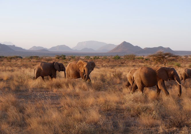 elephant animal mammal wildlife savanna grassland field outdoors nature